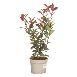 Photinia Carré Rouge 30/40cm Pot 2L - Photinia fraseri Carré Rouge