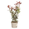 Photinia Carré Rouge 30/40cm Pot 2L - Photinia fraseri Carré Rouge