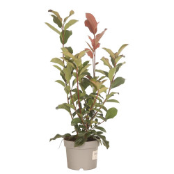 Photinia Camilvy 30/40cm Pot 2L - Photinia xfraseri Camilvy