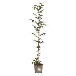 Charme commun 100/125cm Pot 3L - Carpinus betulus