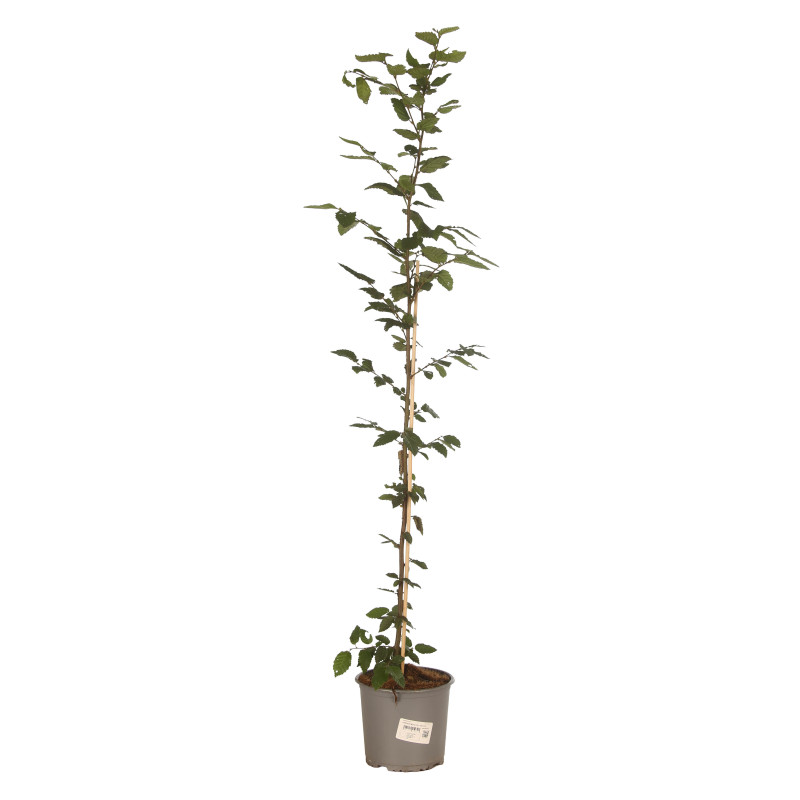 Charme commun 100/125cm Pot 3L - Carpinus betulus