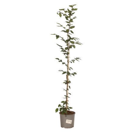 Charme commun 100/125cm Pot 3L - Carpinus betulus