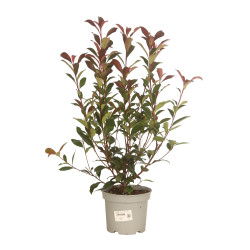 Photinia Carré Rouge 50/60cm Pot 3L - Photinia fraseri Carré Rouge
