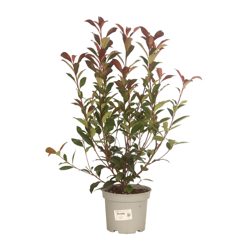 Photinia Carré Rouge 50/60cm Pot 3L - Photinia fraseri Carré Rouge