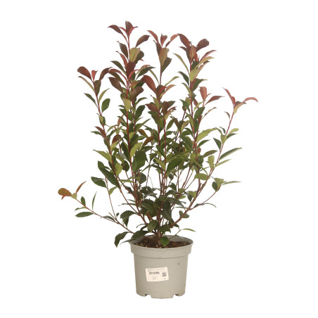 Photinia Carré Rouge 50/60cm Pot 3L - Photinia fraseri Carré Rouge