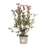 Photinia Carré Rouge 50/60cm Pot 3L - Photinia fraseri Carré Rouge