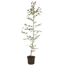 Hêtre commun 100/125cm Pot 3L - Fagus sylvatica