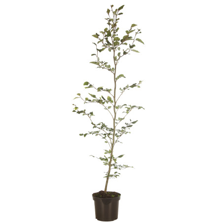 Hêtre commun 100/125cm Pot 3L - Fagus sylvatica