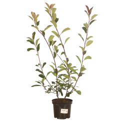 Photinia Red Robin 60/80cm Pot 3L - Photinia xfraseri Red Robin