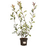 Photinia Red Robin 60/80cm Pot 3L - Photinia xfraseri Red Robin