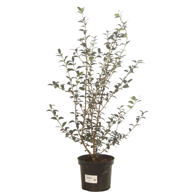 Osmanthe de Burkwood 60/80cm Pot 3L - Osmanthus xburkwoodii