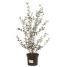 Osmanthe de Burkwood 60/80cm Pot 3L - Osmanthus xburkwoodii