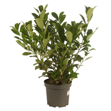Laurier-cerise Rotundifolia 60/80cm Pot 7,5L - Prunus laurocerasus Rotundifolia