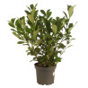 Laurier-cerise Rotundifolia 60/80cm Pot 7,5L - Prunus laurocerasus Rotundifolia