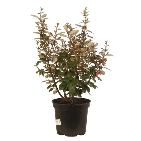 Chalef d’Ebbing compact 60/80cm 10L– Elaeagnus ebbingei Compacta