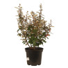 Chalef d’Ebbing compact 60/80cm 10L– Elaeagnus ebbingei Compacta