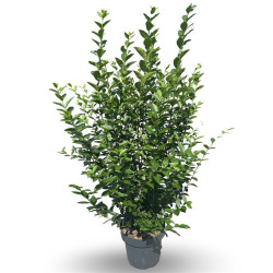 Troène de Californie 125/150cm Pot 12L– Ligustrum ovalifolium