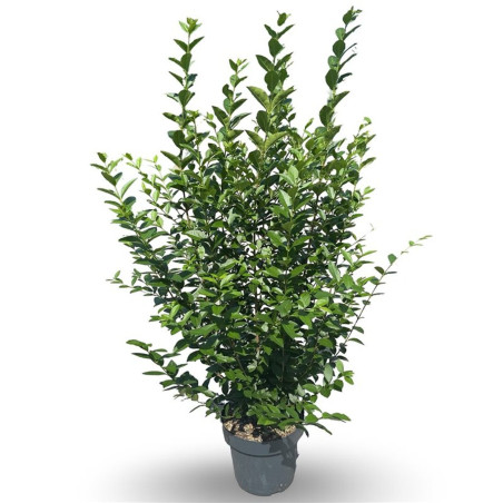 Troène de Californie 125/150cm Pot 12L– Ligustrum ovalifolium
