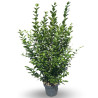 Troène de Californie 125/150cm Pot 12L– Ligustrum ovalifolium