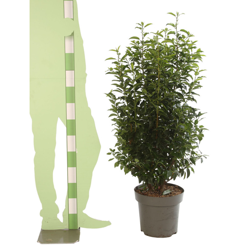 Laurier du Portugal Angustifolia 100/125cm Pot 12L - Prunus lusitanica Angustifolia
