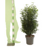 Laurier du Portugal Angustifolia 100/125cm Pot 12L - Prunus lusitanica Angustifolia