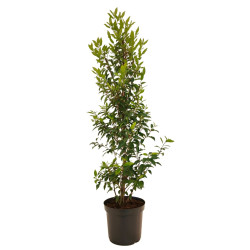 Laurier du Portugal à feuilles étroites 125/135cm Pot 7,5L – Prunus lusitanica Angustifolia