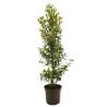 Laurier du Portugal à feuilles étroites 125/135cm Pot 7,5L – Prunus lusitanica Angustifolia