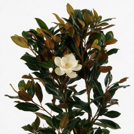 Magnolia à grandes fleurs Galissoniere - Magnolia grandiflora Galissoniere 125/145cm Pot 30L