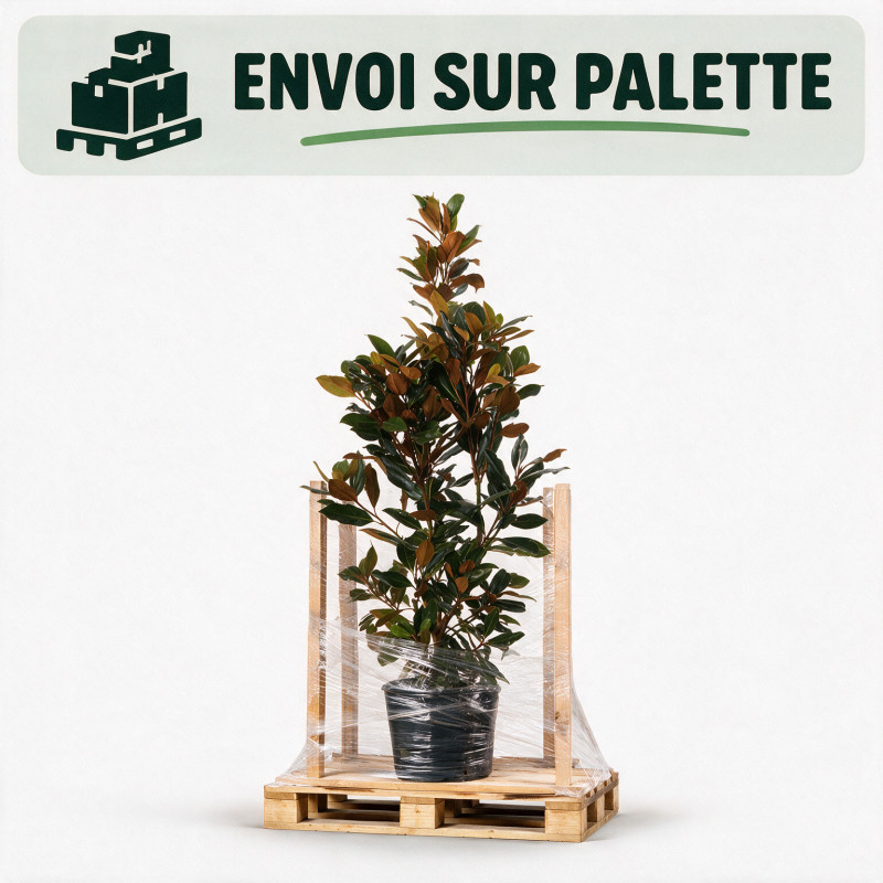Magnolia à grandes fleurs Galissoniere - Magnolia grandiflora Galissoniere 125/145cm Pot 30L