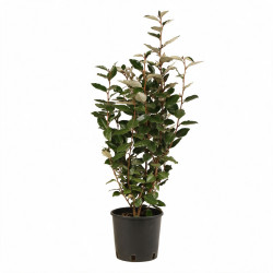 Chalef - Elaeagnus xebbingei 80/100cm Pot 5L