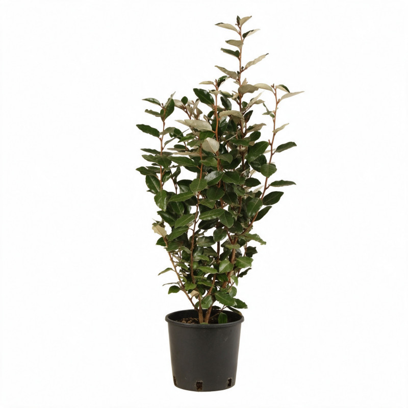 Chalef - Elaeagnus xebbingei 80/100cm Pot 5L