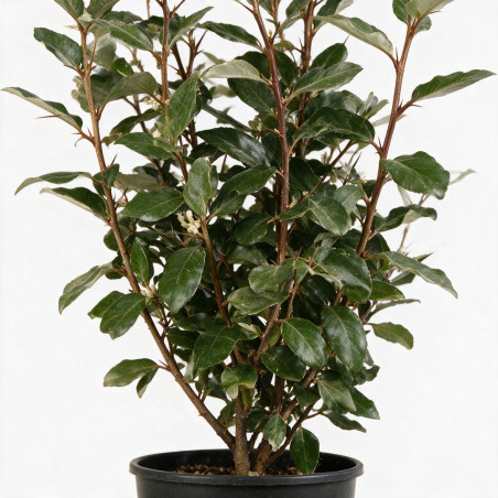 Chalef - Elaeagnus xebbingei 80/100cm Pot 5L