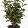 Chalef - Elaeagnus xebbingei 80/100cm Pot 5L