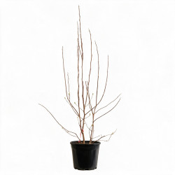 Magnolia - Magnolia xsoulangeana 100/120cm Pot 18L