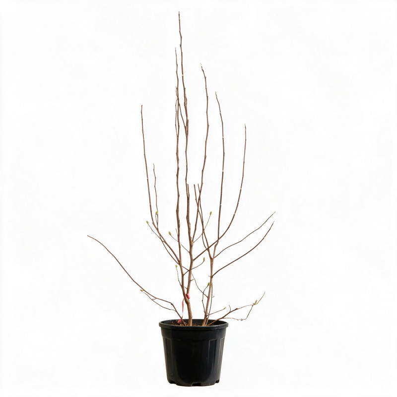 Magnolia - Magnolia xsoulangeana 100/120cm Pot 18L