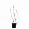 Magnolia - Magnolia xsoulangeana 100/120cm Pot 18L