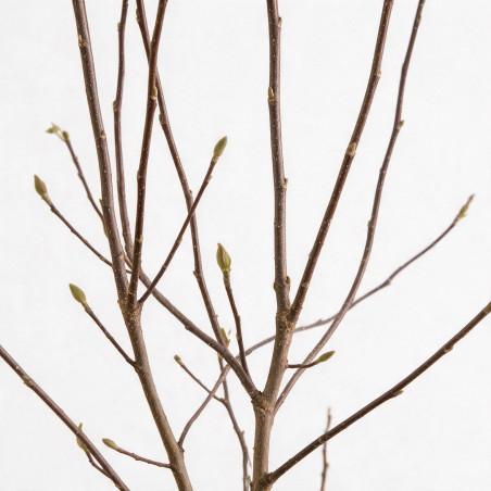 Magnolia - Magnolia xsoulangeana 100/120cm Pot 18L