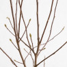 Magnolia - Magnolia xsoulangeana 100/120cm Pot 18L