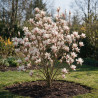 Magnolia - Magnolia xsoulangeana 100/120cm Pot 18L
