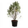 Magnolia Mags Pirouette - Magnolia loebneri Mags Pirouette 125/150cm Pot 55L