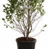 Magnolia Mags Pirouette - Magnolia loebneri Mags Pirouette 125/150cm Pot 55L
