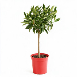 Tangelo Nova - Citrus tangelo Nova Mini tige 85cm Pot 5L
