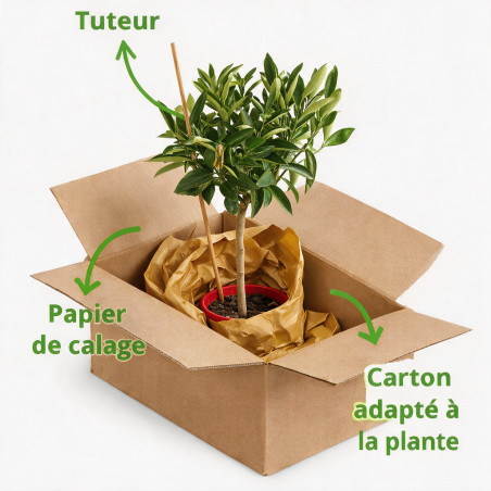 Tangelo Nova - Citrus tangelo Nova Mini tige 85cm Pot 5L