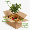 Tangelo Nova - Citrus tangelo Nova Mini tige 85cm Pot 5L