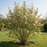 Magnolia Mags Pirouette - Magnolia loebneri Mags Pirouette 125/150cm Pot 55L