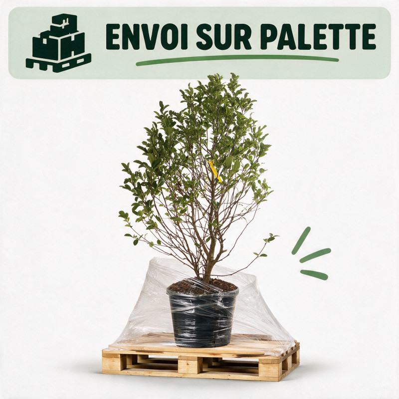 Magnolia Mags Pirouette - Magnolia loebneri Mags Pirouette 125/150cm Pot 55L
