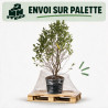 Magnolia Mags Pirouette - Magnolia loebneri Mags Pirouette 125/150cm Pot 55L
