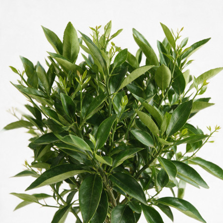 Tangelo Nova - Citrus tangelo Nova Mini tige 85cm Pot 5L