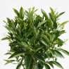 Tangelo Nova - Citrus tangelo Nova Mini tige 85cm Pot 5L