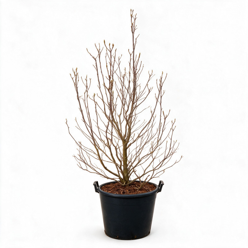 Magnolia Susan - Magnolia Susan 125/145cm Pot 50L